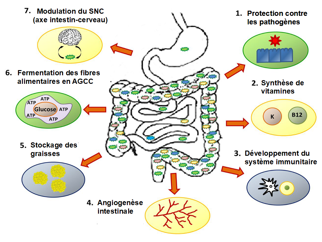 Issue de WIKIPEDIA. Les rôles du microbiote intestinal
