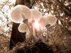 Forêt champignon lumière symbiose 